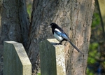 Magpie