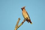 Waxwing