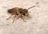 Andrena bucephala (m)