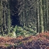 RowWoods-1-1556