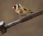 GOLDFINCH REF GOLD 5