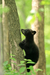 Black Bear cub ascends tree, Minnesota, USA