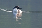 Loon 7 12 x 18