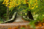 Tollymore Forest 2020 - Foley's Bridge North Side