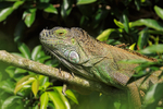 Green Iguana resting on branch, Costa Rica