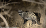 African civet