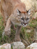 Puma shaking it's paw free of water at the Big Cat Sanctuary