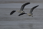 GREY HERON 9
