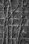 Last Year's Ivy