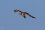 Osprey Fishing 7