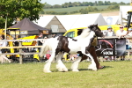 SBM_08560