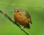 Dusky Antbird portfolio