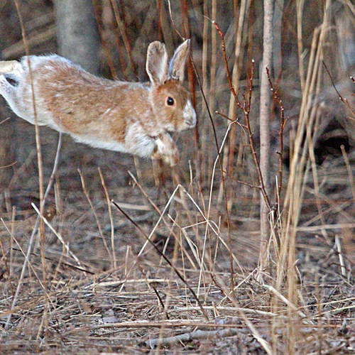 A Varying Hare in mid hop!
