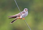Red-footed Falcon - Falco vespertinus