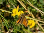 Small Skipper