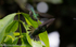 Couple of Hummingbirds