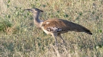 Kori Bustard - SA