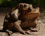 Common Toad (01)