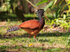 Great Curassow (female) walking in the grounds of Bosque del Cabo
