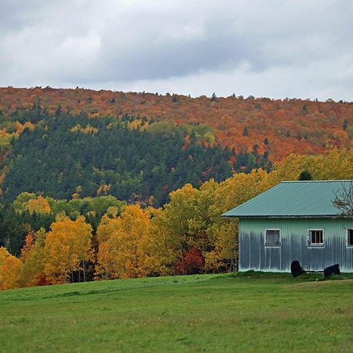 A shed in rural Albert County, New Brunswick Canada amid a backdrop of vibrant autumn foliage.