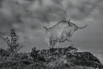 The Brown Bull of Cooley