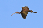 Glossy Ibis in flight