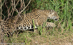 Jaguar  looking  for food