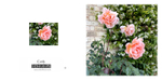 041 Peach Rose