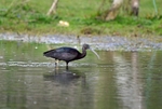 Glossy Ibis