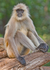 Langur Monkey