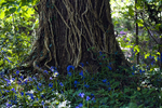 Tree- 8775