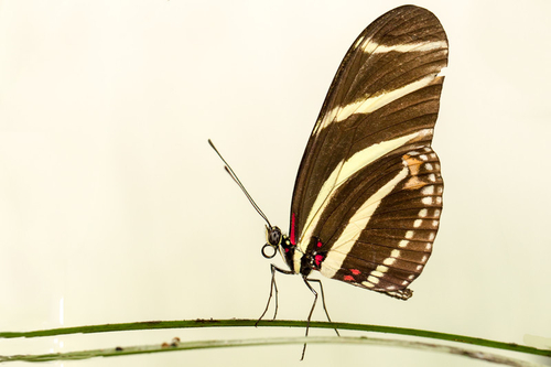 Might be one of the postman butterflies but not so sure about this one