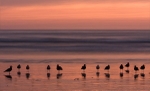 P215 birds at sunset