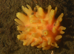 Polymastia boletiformis