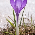 Neapolitan  Crocus (Crocus neapolitanus) formerly Crocus vernus