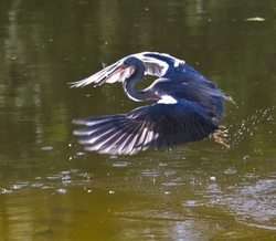 Tricolored Heron _0001