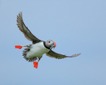 Atlantic Puffin with fish banking, Farne Islands