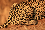 Jaguar (female) hind quarters, close view, Corixo Negro, Brazil