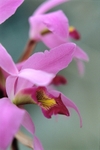 Orchid Laelia Anceps