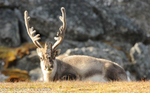 Deer.