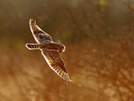 Short-eared Owl in flight at Otmoor