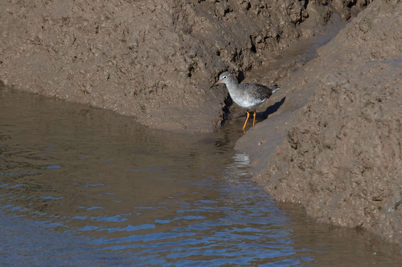 Common Redshank - Dee Estuary - North Wales