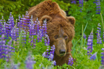 Bear in Lupines