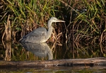 Grey Heron