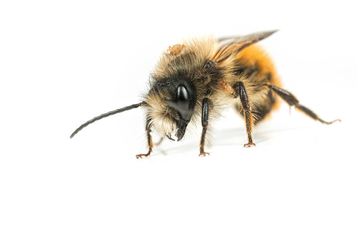 <i>Osmia bicornis</i> male. Staffordshire garden, April 2016.