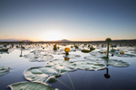 Wild Lily Pond