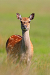Sika Deer in long grass near Shipstal Point