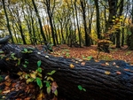 Wilsons Woods