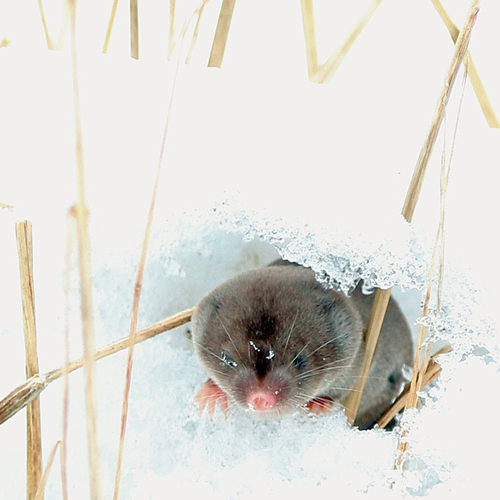 northern short-tailed shrew (Blarina brevicauda)