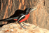 Crimson-breasted Shrike